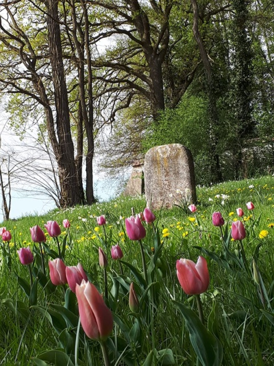 Pflanzaktion Judenfriedhof