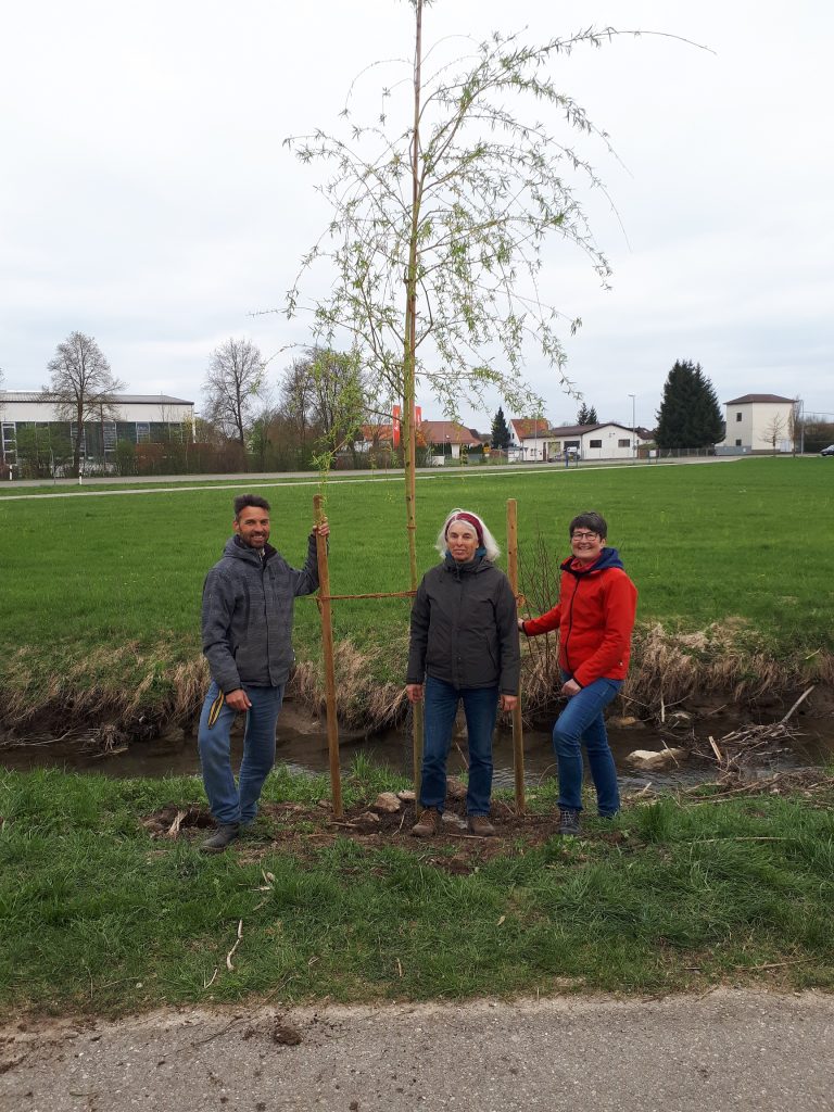 Tag des Baumes – Pflanzung einer Trauerweide