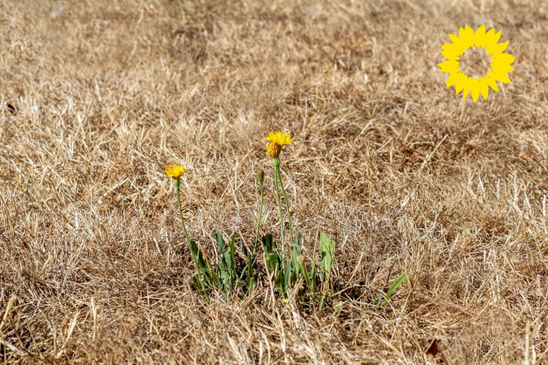 Die Hitze muss auch in den Kommunen ein Thema sein